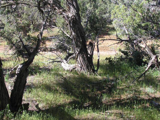 View to the south from the confluence.