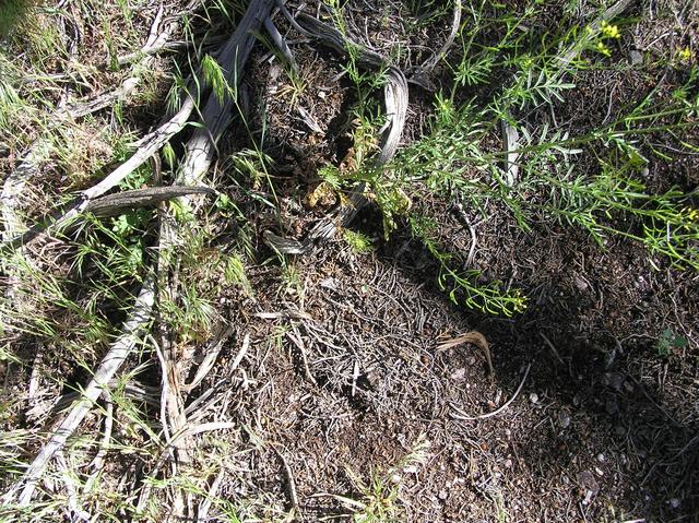 Western Colorado ground cover at the confluence site.