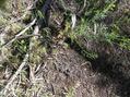 #4: Western Colorado ground cover at the confluence site.