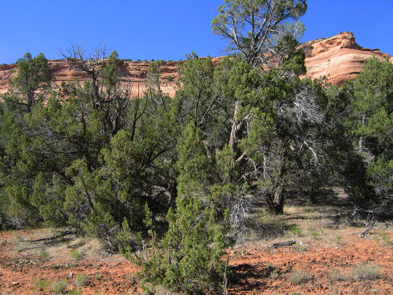 View north from clearing.