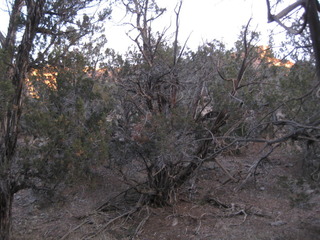 #1: View of the confluence grove looking north and a bit upward toward the pink canyon rim behind