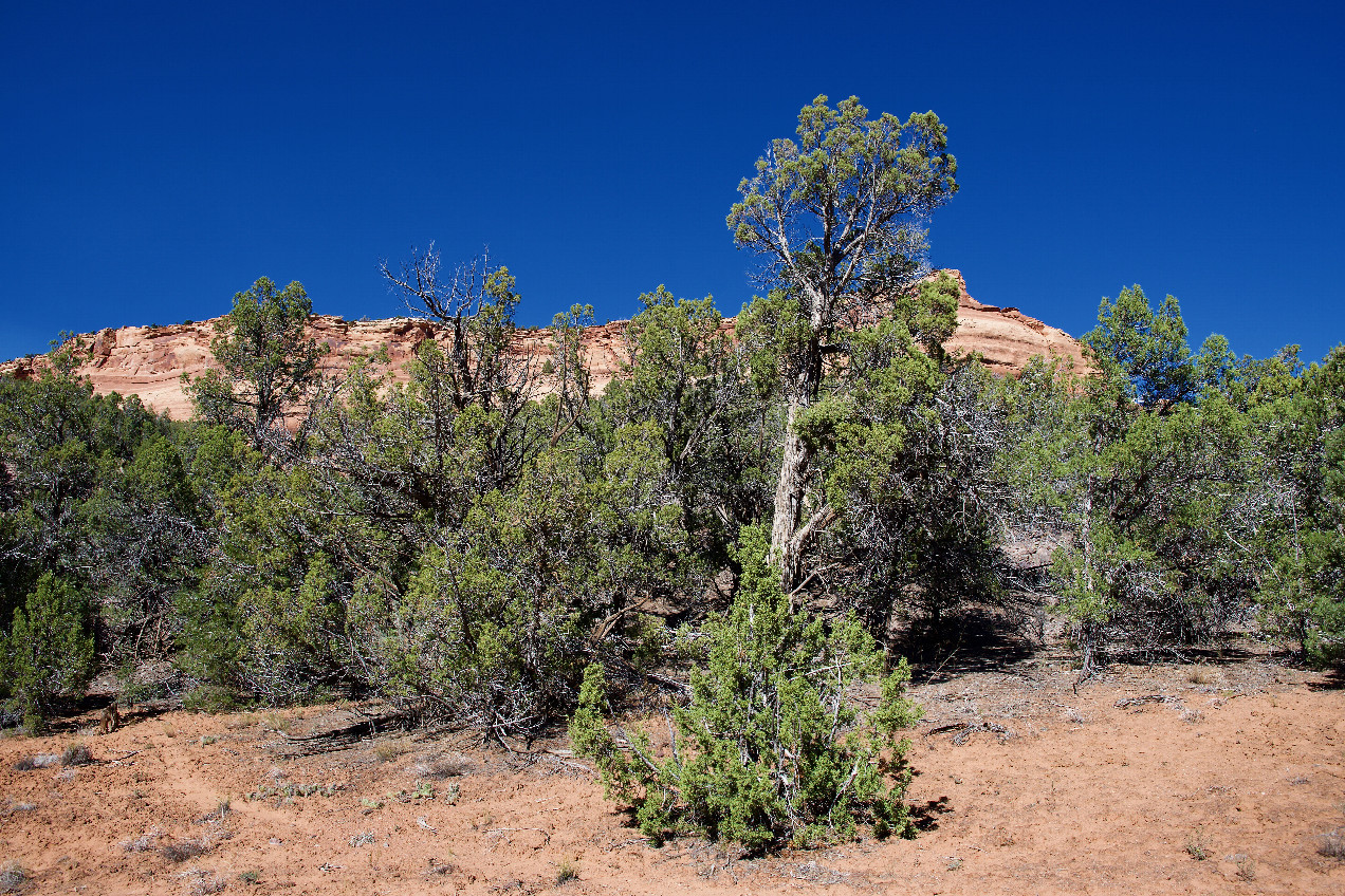 Looking North towards the confluence point (in the foreground) from the nearby creek bed