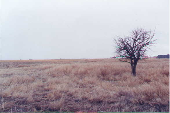 View of the corn field