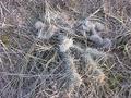 #7: Ground cover at the confluence site on the Great Plains.