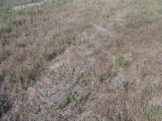 Ground cover at confluence point