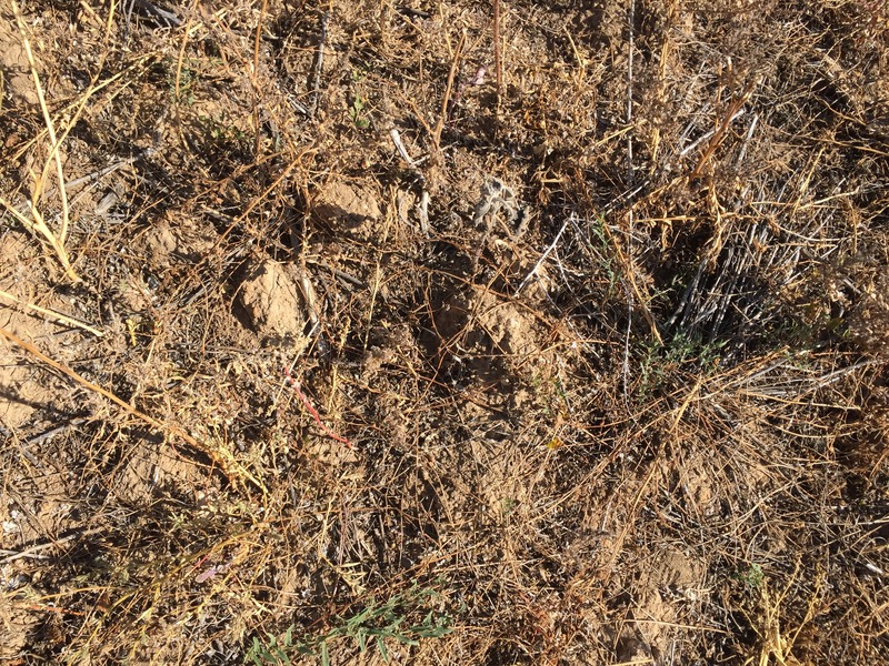 Ground cover at the confluence point. 