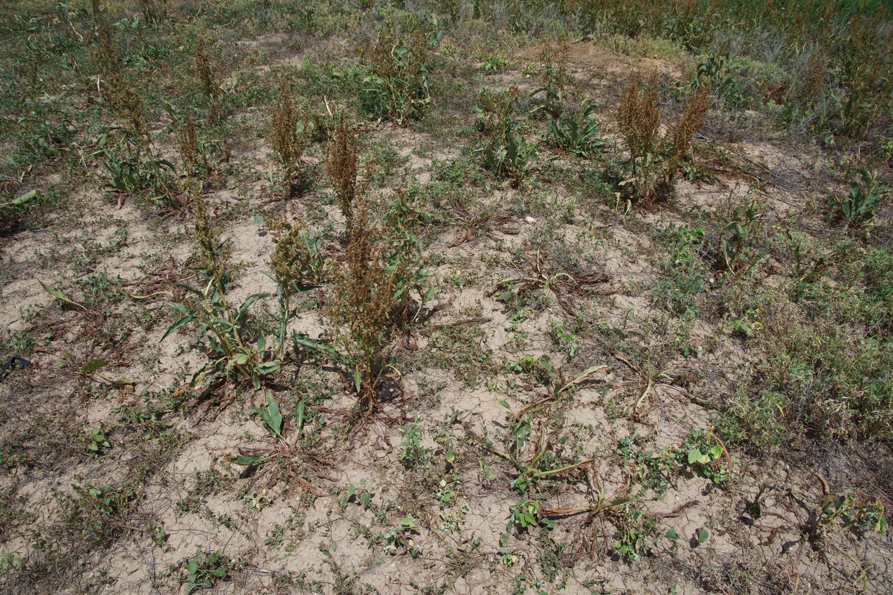 Ground cover at the confluence point