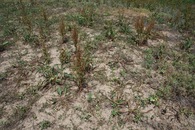 #5: Ground cover at the confluence point