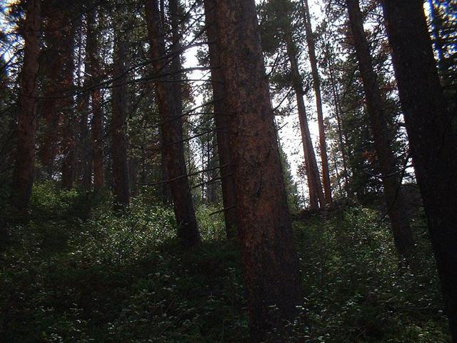 View to the south from the confluence