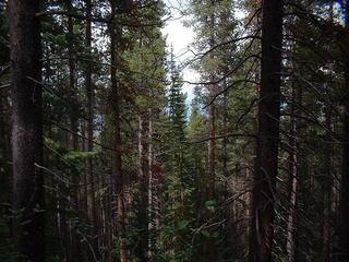 #1: View to the north from the confluence