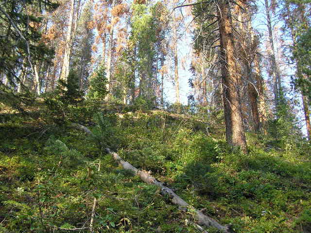 View upslope from the confluence, looking to the west.