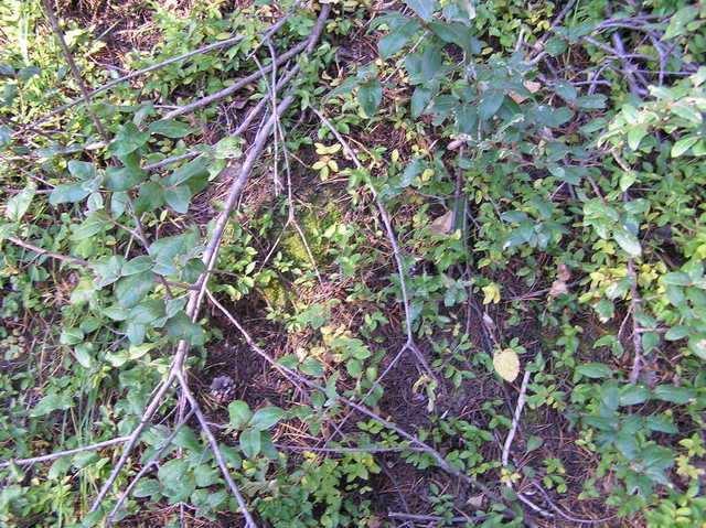 Ground cover at the confluence site.