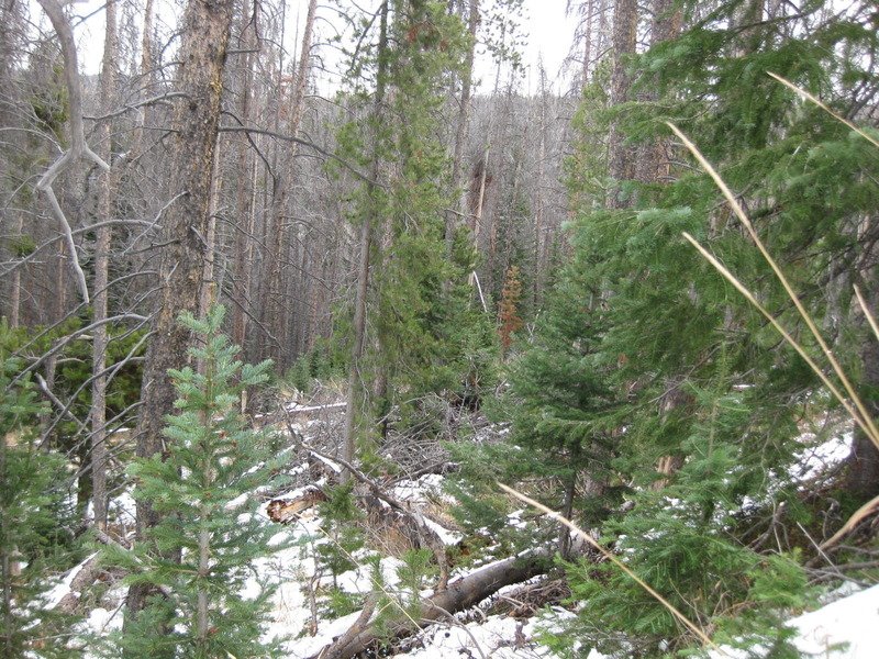 Looking southeast at the confluence log directly atop the site