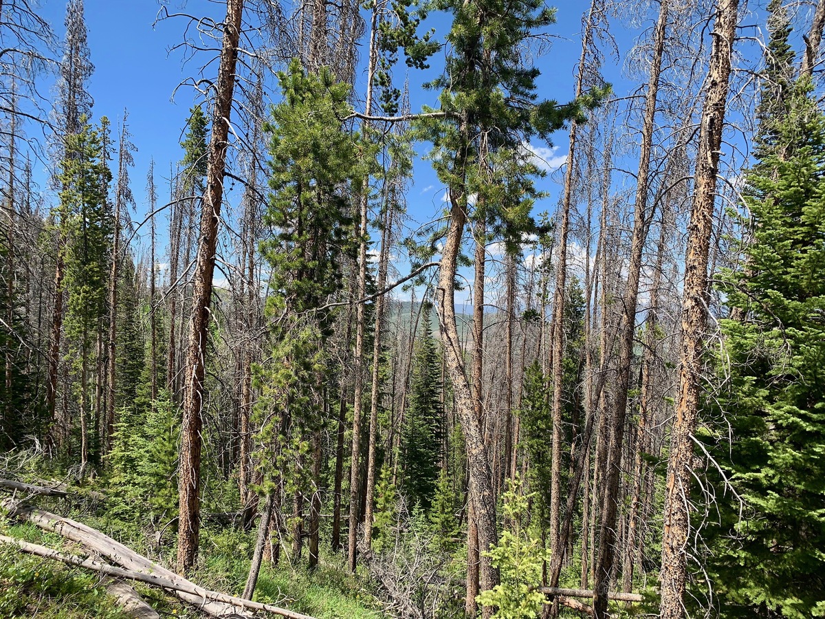 The confluence point lies a Northeast-facing slope within a pine forest - with several apparently dead or dying trees.  (This is also a view to the North.)