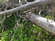 #5: Ground cover at the confluence point