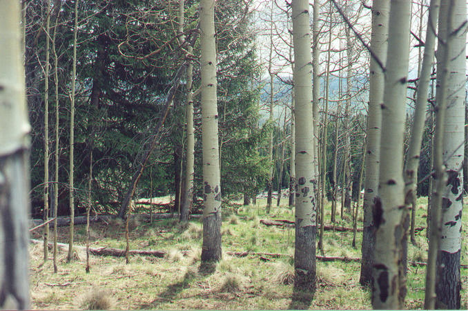 View to the east from the confluence