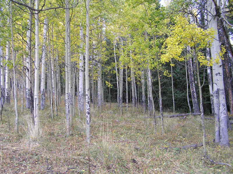 View to the northeast from 10 meters southwest of the point, looking back at the site.