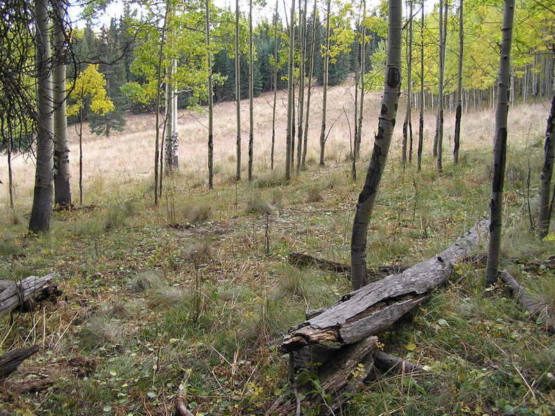 View to the southwest from the confluence.