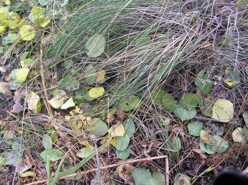 Groundcover at the confluence as the aspens leaves begin to fall.