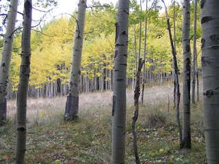 #1: Site of 40 North 107 West in the foreground, looking west-southwest.