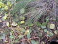 #8: Groundcover at the confluence as the aspens leaves begin to fall.