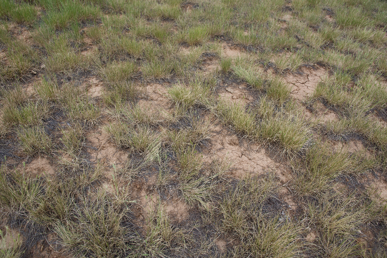 Ground cover at the confluence point