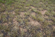 #5: Ground cover at the confluence point