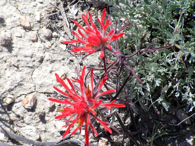 Ground cover at the confluence site.