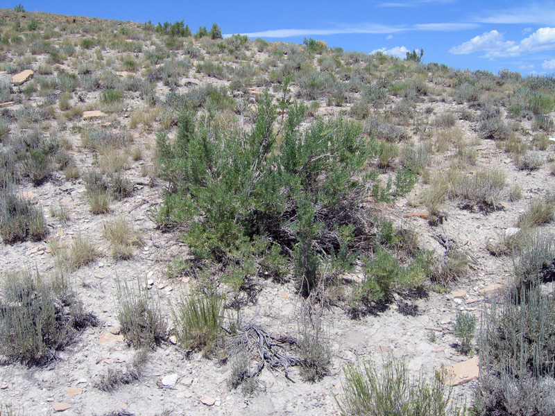 Ground cover at confluence