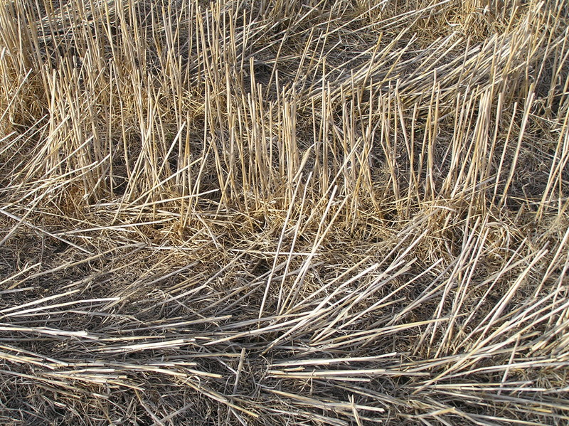 Groundcover at the confluence point.