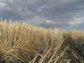 #2: Stalks and sky:  View to the east.  Beautiful place.