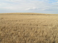 #3: View to the north from the confluence point.