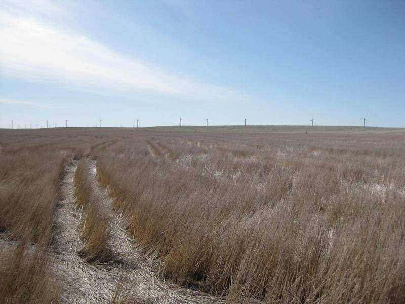 Looking southeast at the site