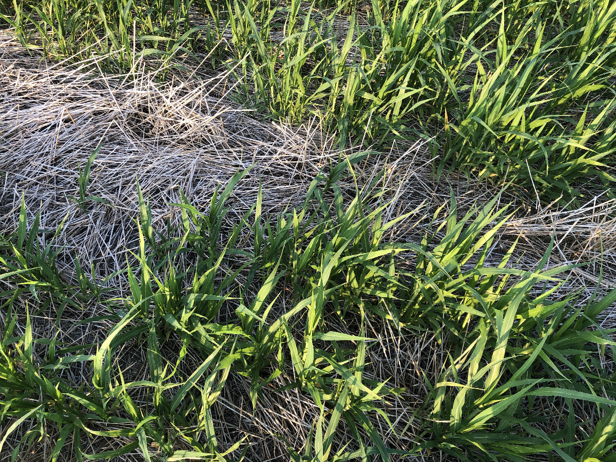 Fresh ground cover at 41°N 103°W.