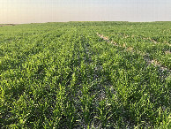 #2: Looking north towards Nebraska (1/10 mile), from 41°N 103°W.