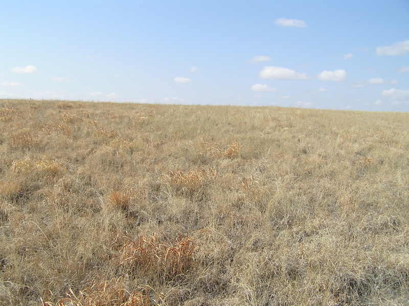 View to the west from the confluence point.