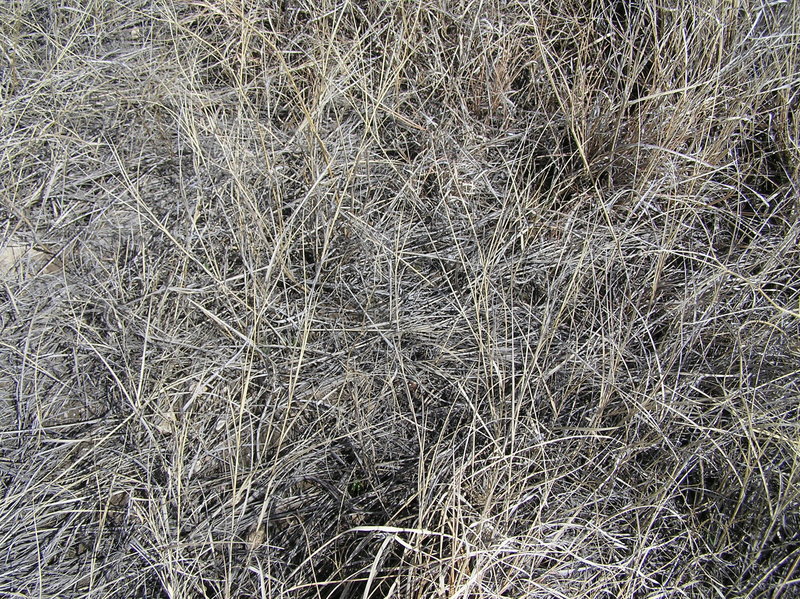 Groundcover at the confluence:  Shortgrass prairie.