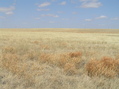 #3: View to the north from the confluence point.