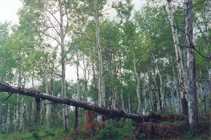 View to the north from the confluence