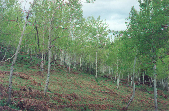 View to the east from the confluence