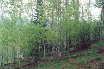 #1: View of the confluence, looking west