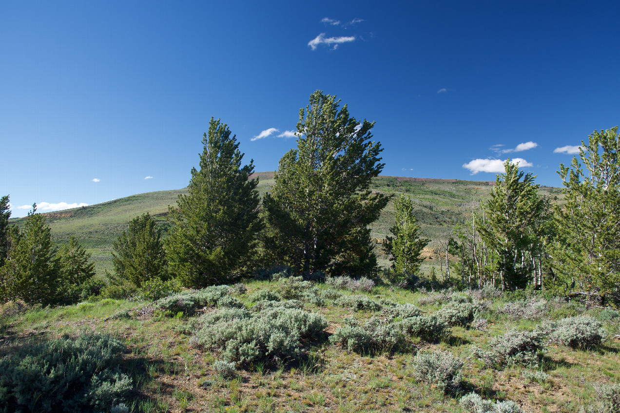 The confluence point lies atop a small hill.  (This is also a view to the North, towards Wyoming, just 200 feet away)