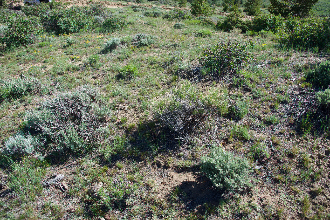 Ground cover at the confluence point