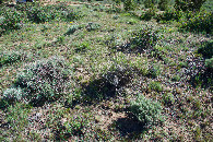 #5: Ground cover at the confluence point