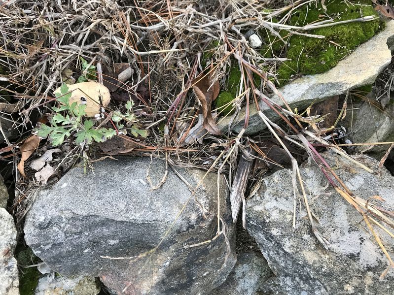 Ground cover at confluence point of 42 North 72 West.