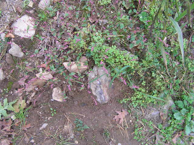 Ground cover at the confluence--the edge of the driveway.