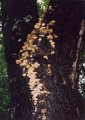 #3: Orange fungi growing on a tree.