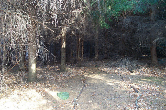 The path into the dark forest