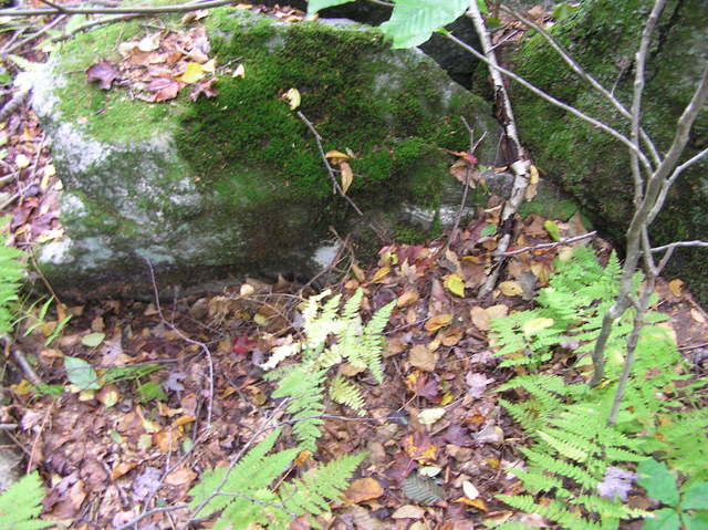 Groundcover at the confluence site.