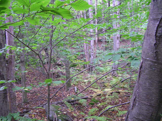 Looking northwest from the confluence.